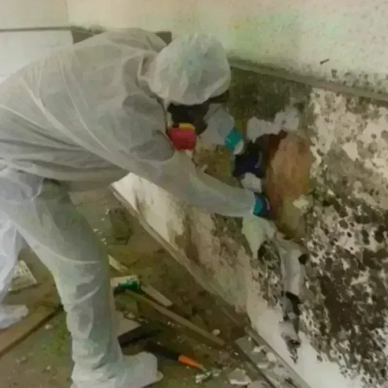 Mold Remediation and Removal in Double Springs, AL